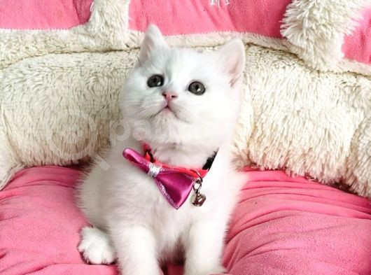 Bu Güzellikte Süt Beyaz Brıtısh Shorthair Hiçbiryerde Yok görsel