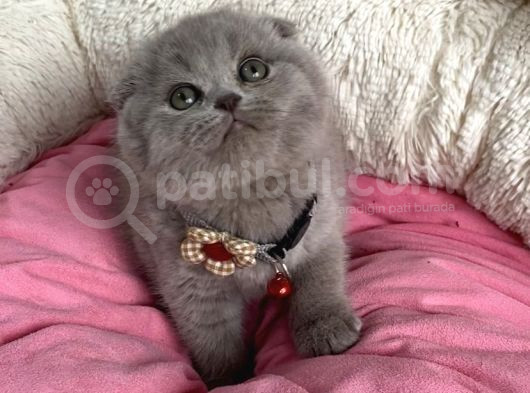 Orjınal Ayı Surat Lilac Scotısh Fold Bebegim görsel