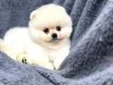 Pomeranian Yavrularımız