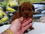 Çok Tatlı Teacup kore poodle yavrusu