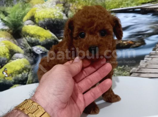 Çok Tatlı Teacup Kore Poodle Yavrusu
