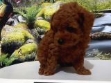 Çok Tatlı Teacup Kore Poodle Yavrusu