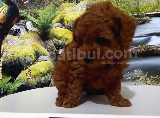 Çok Tatlı Teacup Kore Poodle Yavrusu görsel