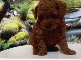 Çok Tatlı Teacup Kore Poodle Yavrusu