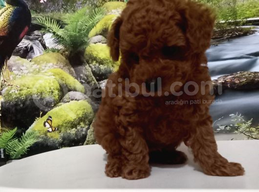 Çok Tatlı Teacup Kore Poodle Yavrusu görsel