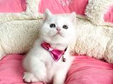 Bu Güzellikte Süt Beyaz Brıtısh Shorthair Hiçbiryerde Yok
