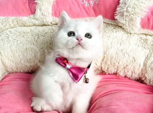 Bu Güzellikte Süt Beyaz Brıtısh Shorthair Hiçbiryerde Yok görsel