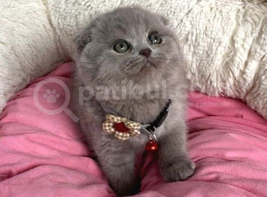 Orjınal Ayı Surat Lilac Scotısh Fold Bebegim