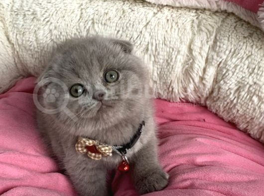Orjınal Ayı Surat Lilac Scotısh Fold Bebegim görsel