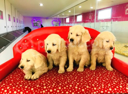 Golden Retriever Yavrularımız