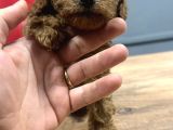 Yavru Sevimli Toy Poodle