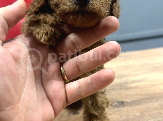 Yavru Sevimli Toy Poodle görsel