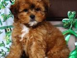 TOOY POODLE YAVRUMUZ 0 TEACUP 