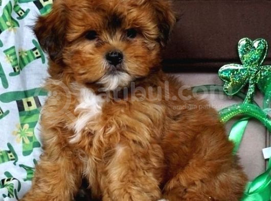 Tooy Poodle Yavrumuz 0 Teacup 