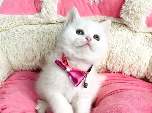 Bu Güzellikte Süt Beyaz Brıtısh Shorthair Hiçbiryerde Yok görsel