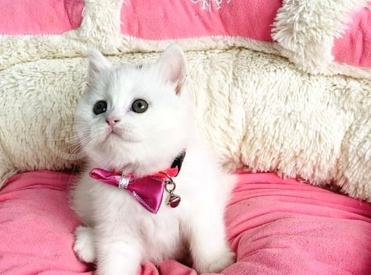 Bu Güzellikte Süt Beyaz Brıtısh Shorthair Hiçbiryerde Yok görsel