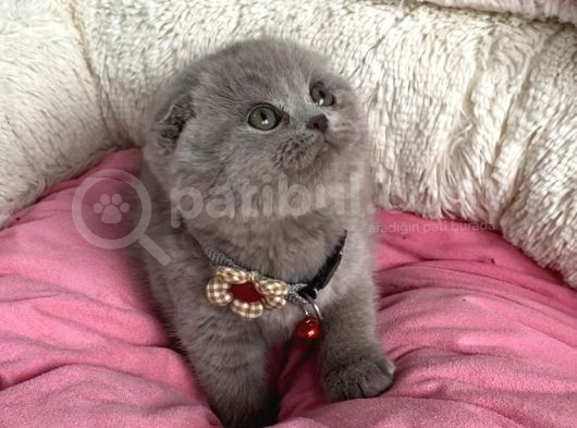 Orjınal Ayı Surat Lilac Scotısh Fold Bebegim görsel
