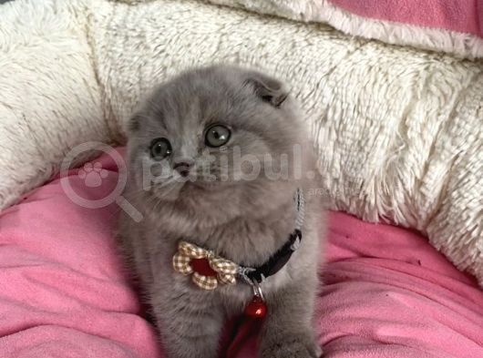 Orjınal Ayı Surat Lilac Scotısh Fold Bebegim görsel