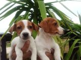 Jack Russell Yavruları