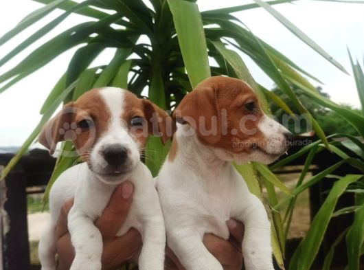 Jack Russell Yavruları
