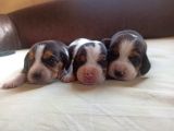 Jack Russell Yavruları