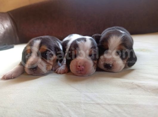 Jack Russell Yavruları görsel