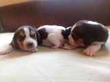 Jack Russell Yavruları