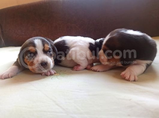 Jack Russell Yavruları görsel