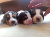 Jack Russell Yavruları