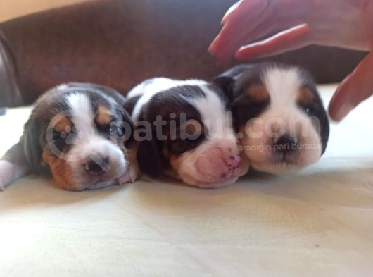 Jack Russell Yavruları görsel