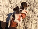 Jack Russell Yavruları