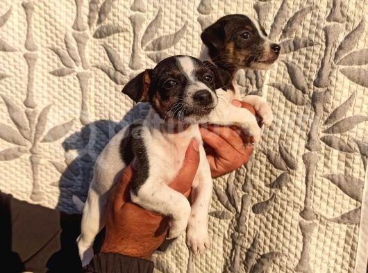 Jack Russell Yavruları görsel