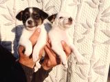 Jack Russell Yavruları