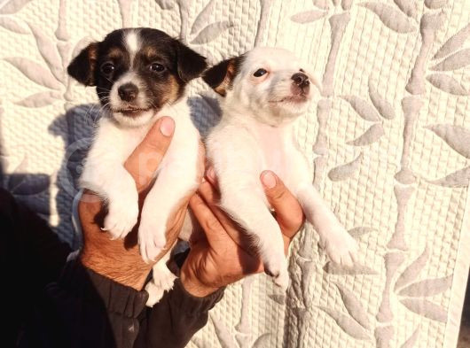Jack Russell Yavruları görsel