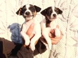 Jack Russell Yavruları