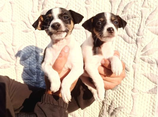 Jack Russell Yavruları görsel