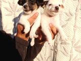 Jack Russell Yavruları