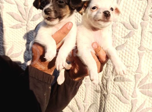 Jack Russell Yavruları görsel