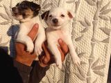 Jack Russell Yavruları