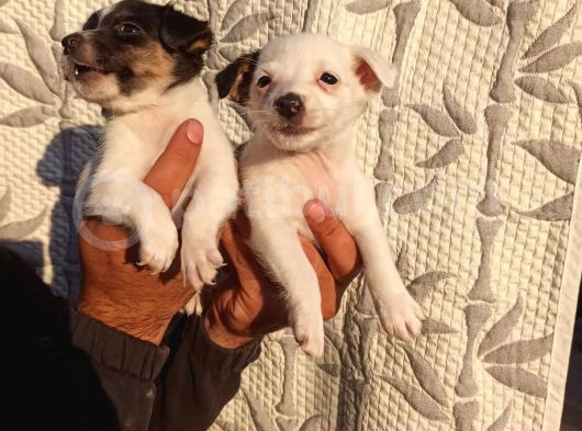 Jack Russell Yavruları görsel