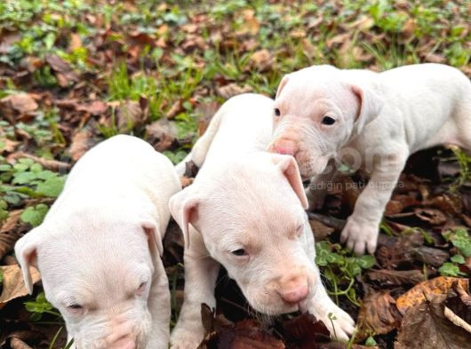 57 Günlük Şampiyon Soyu Dogo Arjantin Bebeklerimiz görsel