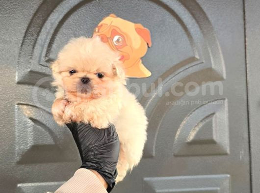 İmperyal Pekinez Bebekler görsel