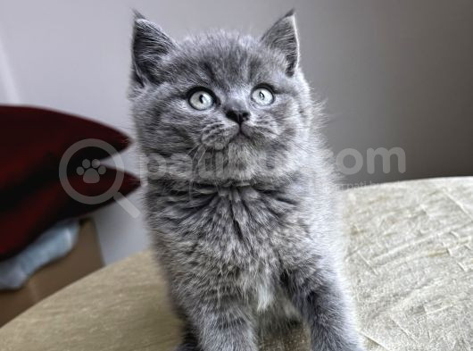 A Kali̇te Safkan Britishler