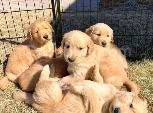 Koca Kafa Golden Yavrular Aşılı Karneli görsel