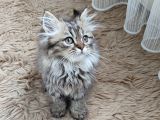 Teslime hazır mükemmel bir Golden long Hair taby