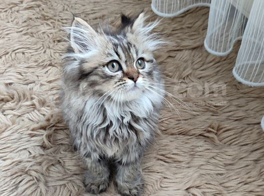 Teslime Hazır Mükemmel Bir Golden Long Hair Taby