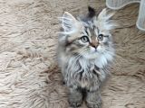 Teslime Hazır Mükemmel Bir Golden Long Hair Taby