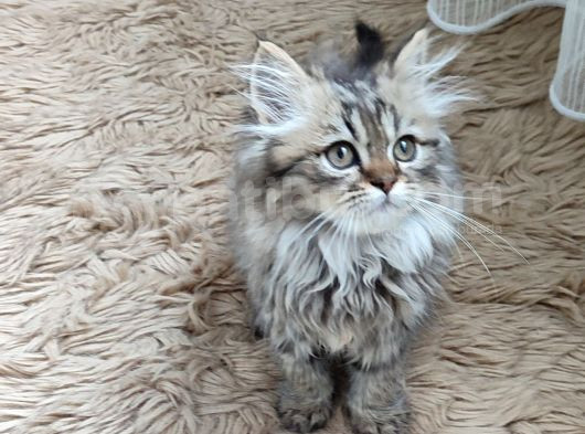 Teslime Hazır Mükemmel Bir Golden Long Hair Taby görsel