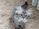 Teslime Hazır Mükemmel Bir Golden Long Hair Taby