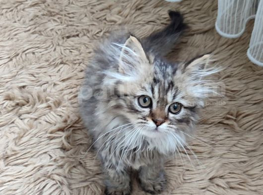 Teslime Hazır Mükemmel Bir Golden Long Hair Taby görsel